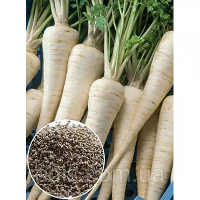 Петрушка коренева Берлінська 100 г, вагове насіння Яскрава