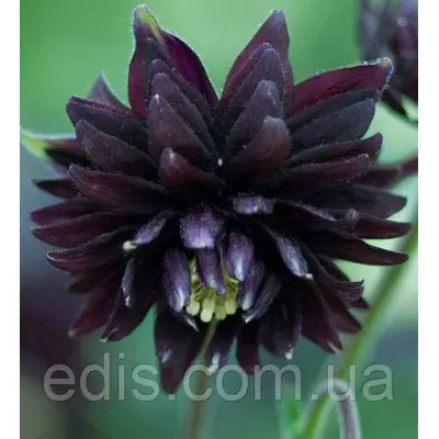 Аквілегія махрова Black Barlow (Блек Барлоу) кореневище