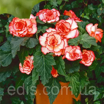 Бегонія бульбова Пікоті біло-червона, бульба