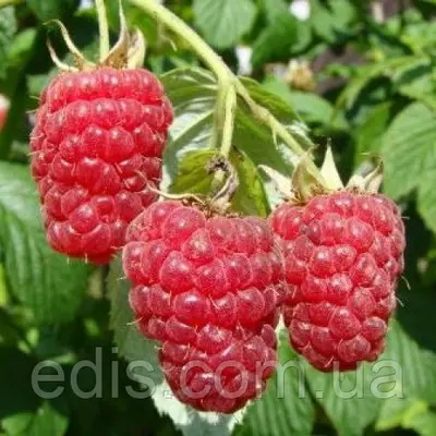 Малина ремонтантна Брусилівський стандарт