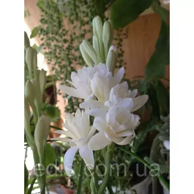 Дітки цибулин туберози махрової The Pearl 5 шт.