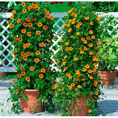 Тунбергія, насіння Яскрава 0.2 г