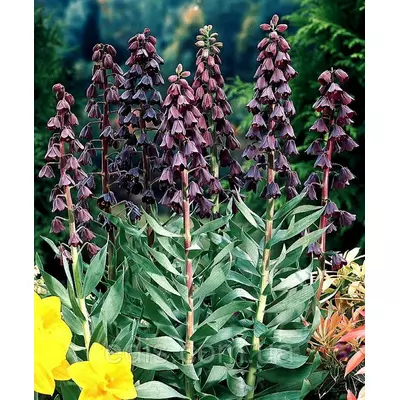 Рябчик Перський (фрітіларія Persica) 18/+ 1 цибулина