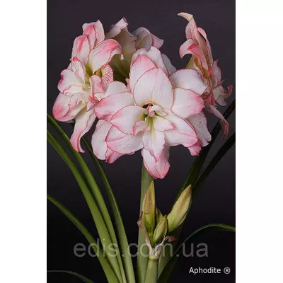 Гіппеаструм махровий Aphrodite (Афродіта) цибулина 22/24 в подарунковій коробці