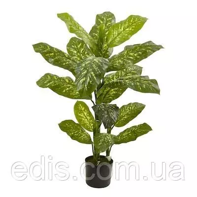 Диффенбахія плямиста 1 шт. h= 50-60 см, горщик 2 л.