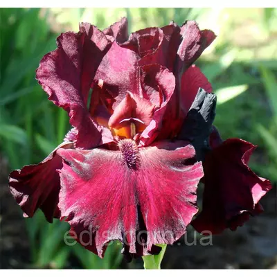 Ірис високий бородатий Rio Rojo (Ріо Роджо)