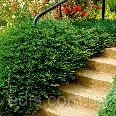 Ялівець Repanda (Репанда) у контейнері