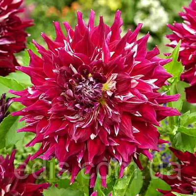 Жоржина з гігантською квіткою Myth (Міф)