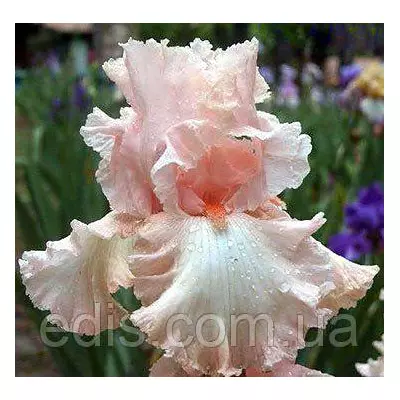 Ірис бородатий Lena M