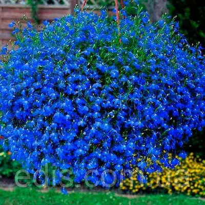 Лобелія ампельна Синій каскад 0,1 г