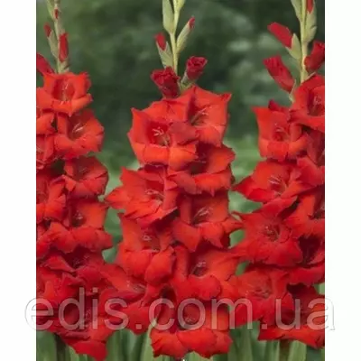 Гладіолус бамбіно Red King (Ред Кін) 10/12 2 квітконоса, 3 шт./уп.