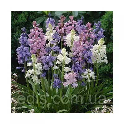 Гіацинтоїдес (проліска іспанська) суміш 10 цибулин