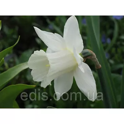 Нарцис трубчастий Mount Hood 10/12 1 цибулина