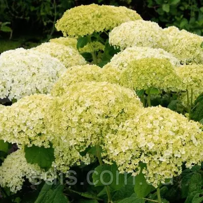 Гортензія Bounty (Баунті)