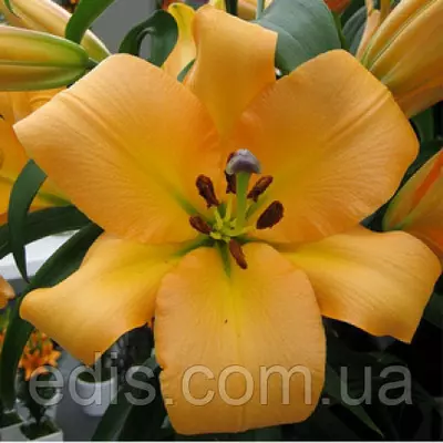 Лілія гігант Saltarello (Сальтарелло) 1 цибулина 12/14