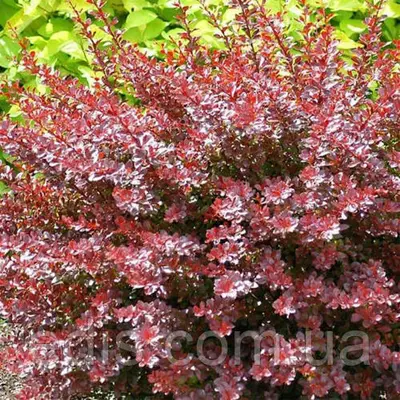 Барбарис Тунберга Carmen (Кармен) у контейнері 2 л