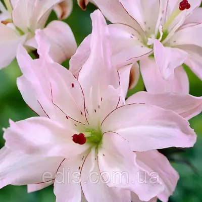 Лілія азіатська махрова Spring Pink (Спрін Пінк) 1 цибулина 12/14