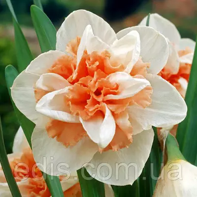 Нарцис Delnashaugh (Дельнаша) 10/12 1 цибулинка