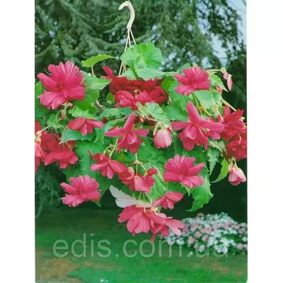 Бегонія бульбова Ампельна каскад Рожева, 1 бульба