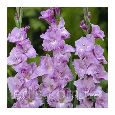 Гладіолус Her Majesty 3 шт./уп., великоквітковий