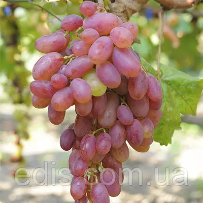 Виноград Віктор (винний, ранній)