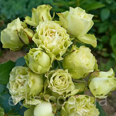 Роза спрей Лувиана (Luviana)