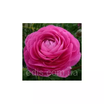 Жовтець (ранункулюс/лютик) азіатський рожевий 3 шт.