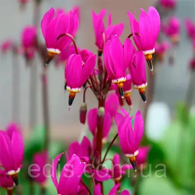 Додекатеон Red Wings у контейнері