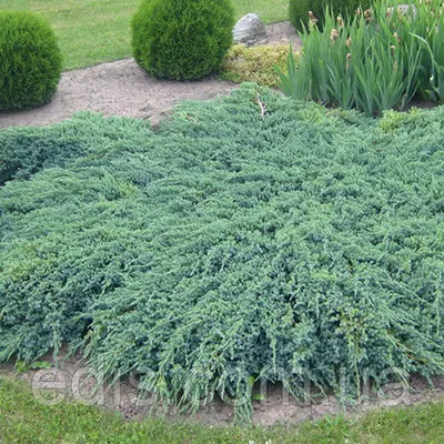 Ялівець Blue Carpet (Блю Карпет) у контейнері 2 л