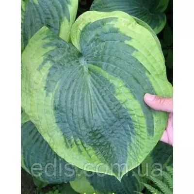 Хоста Frances Williams (Френсіс Вільямс) контейнер, 1 розетка