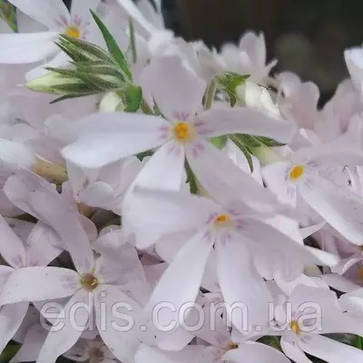 Флокс шилоподібний Pinck Pearl (Пінк Перл) світло-рожевий