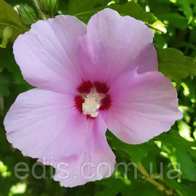 Гібіскус деревовидний Ніжно Рожевий
