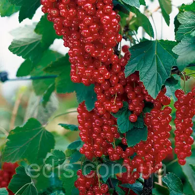 Смородина Ровада штамб