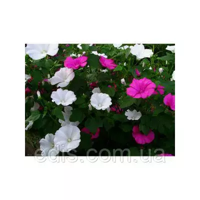 Лаватера суміш 1.0 г Насіння Яскрава