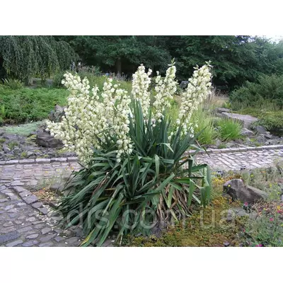 Юка Филаментоза ( Filamentosa )