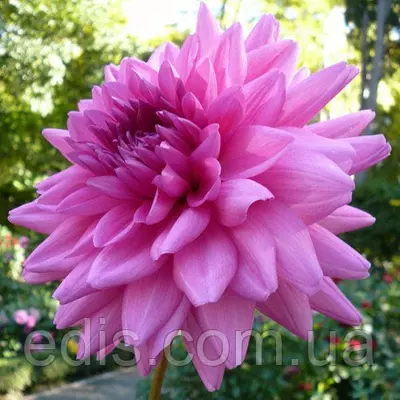 Жоржина високоросла Rosella