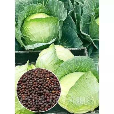 Капуста білоголова Білосніжка 50 г, насіння Яскрава