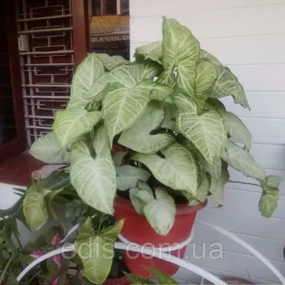 Сингоніум White Butterfly, кімнатна рослина, горщик 0,5-1 л.