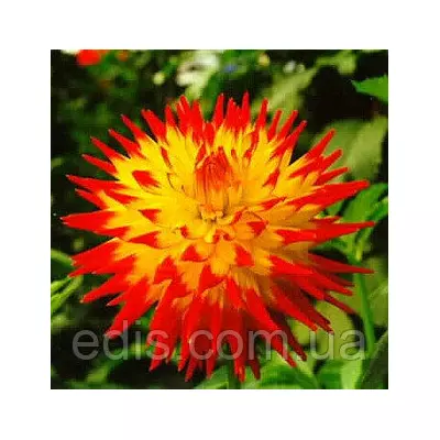 Жоржина полукактусовая Isadora