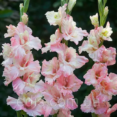 Гладіолус гофрований Mindset (Майндсет)