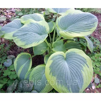 Хоста Tokudama (Токудама), кореневище