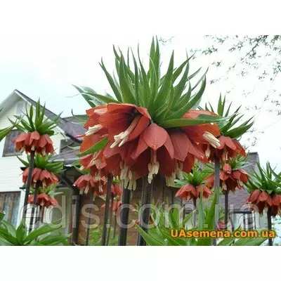 Рябчик імператорський Rubra (фрітіларія Царська корона Рубра) 1 цибулина 18/20 (велика)