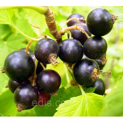 Смородина чорна Ювілейна Копаня (середньопізня)