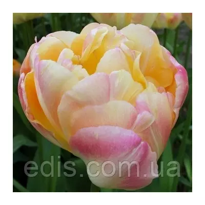 Тюльпан махровий пізній Creme Upstar 3 цибулинки