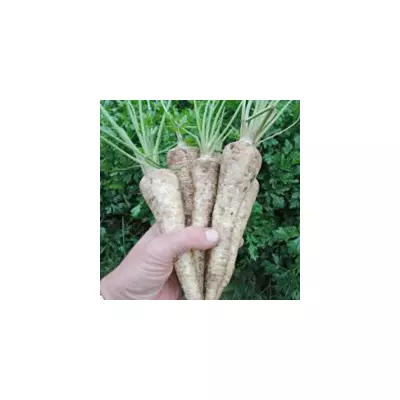 Петрушка коренева Цукрова 2 г, насіння Яскрава