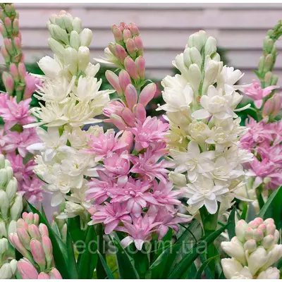 Набір цибулин тубероз: The Pearl 2 цибулини, Pink Sapphire 1 цибулина (поліантес)