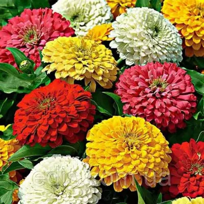 Цинія махрова високоросла суміш 3 г, насіння Яскрава