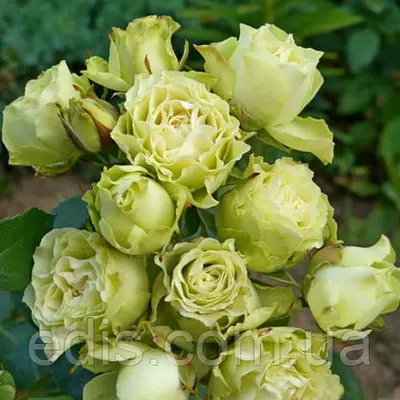 Роза спрей Лувиана (Luviana)