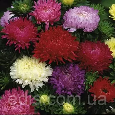 Айстра Півонієподібна низькоросла суміш 3 г, насіння Яскрава