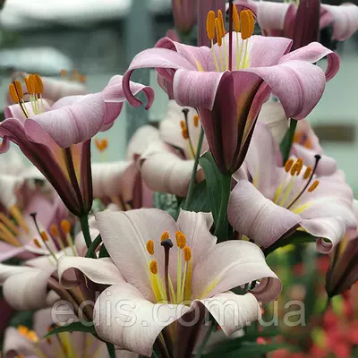 Лілія LO гібрид Pink Planet (Пінк Пленет) 1 цибулина 12/14